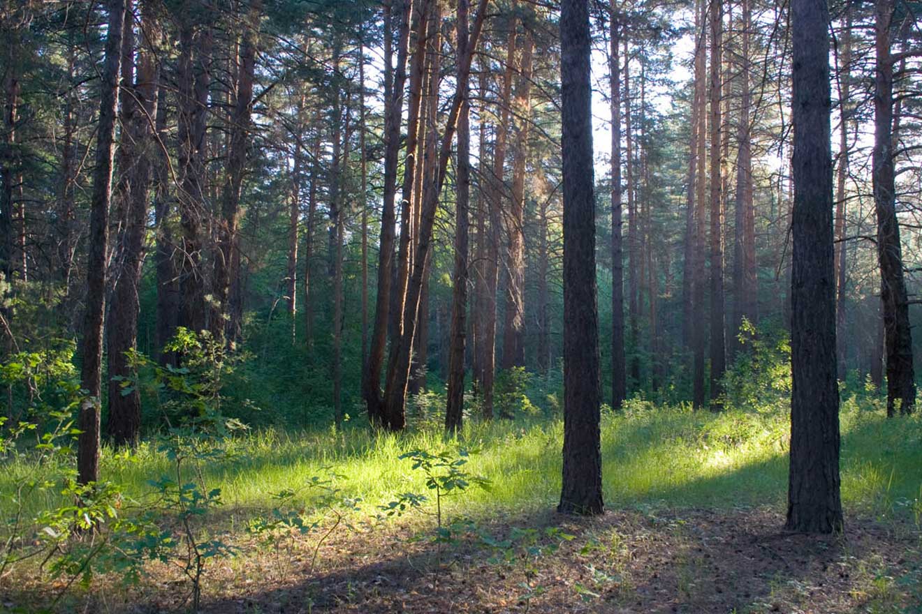 Муранский сосновый бор. Муранский Бор Самарская область. Каштакский Бор Челябинск.