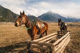 Фото по порядку: конные прогулки на Алтае, в Кабардино-Балкарии и на Домбае